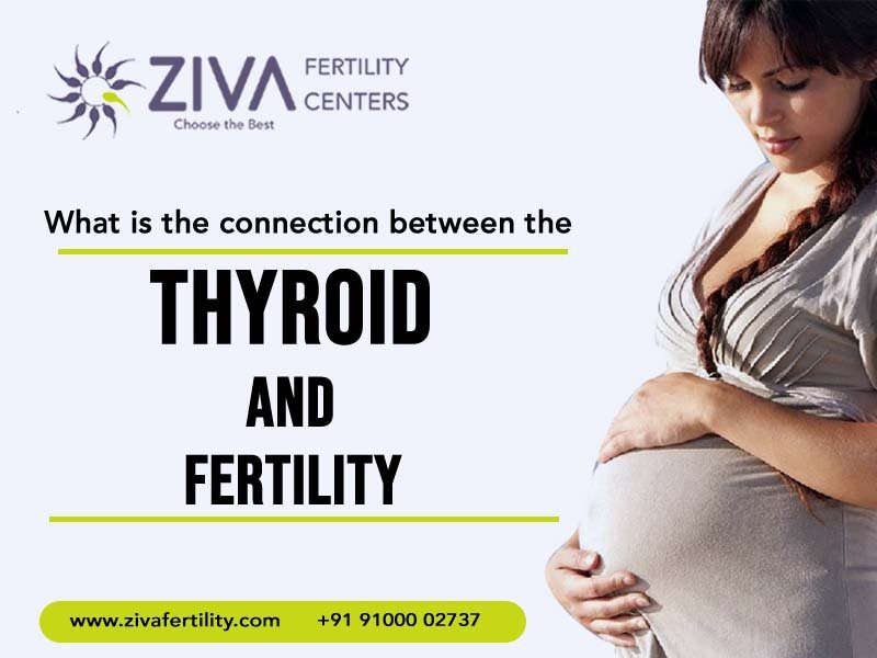 Read more about the article What is the connection between the thyroid and fertility?