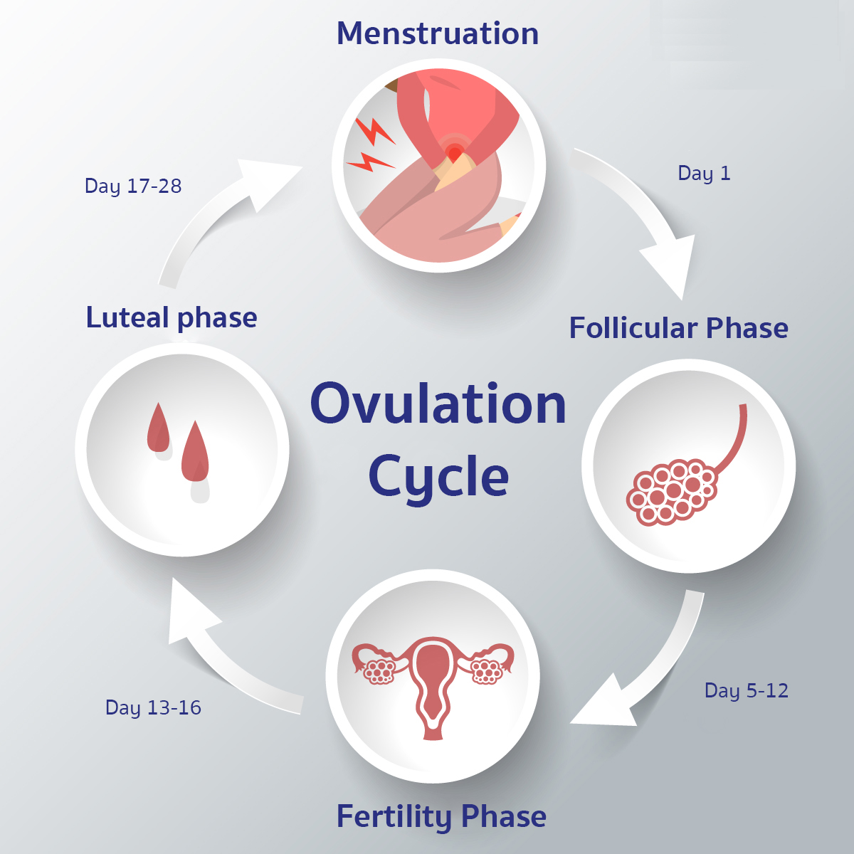 do-you-ovulate-every-month-with-one-ovary-ziva-fertility