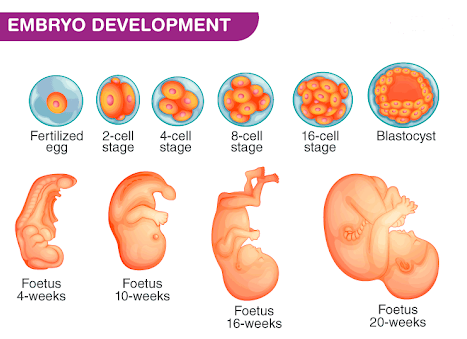 Consult Ziva Fertility Center and Track the development of a human being from embryo to fetus to newborn