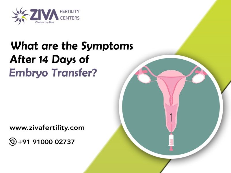 Read more about the article What are the Symptoms After 14 Days of Embryo Transfer?