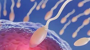 In-vitro fertilisation (IVF treatment)