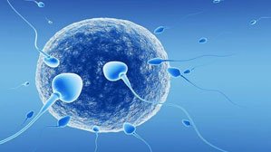 Surgical extraction of sperm