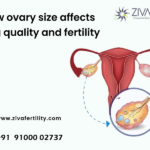 How does ovary size affect Egg quality and fertility?