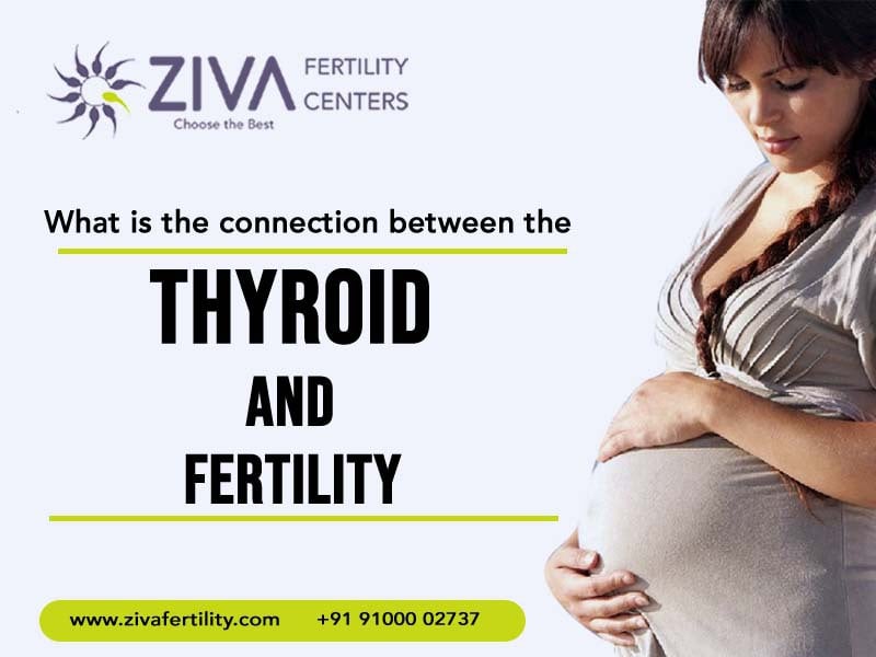 What Is the Connection Between the Thyroid and Fertility?