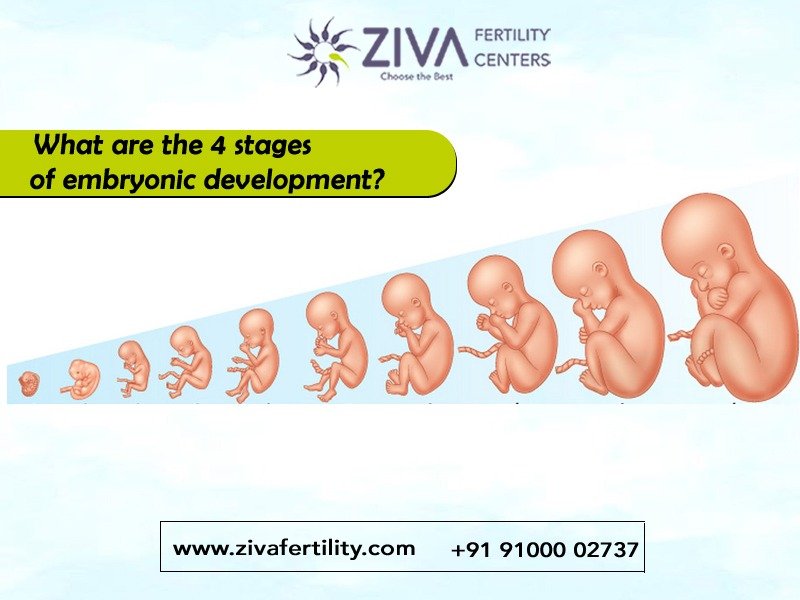 Understanding the 4 Stages of Embryonic Development